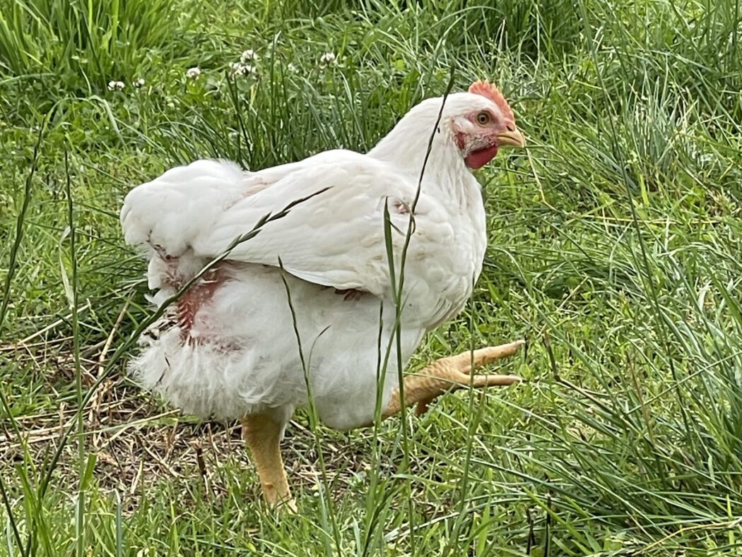 Bio Huhn Auslauf